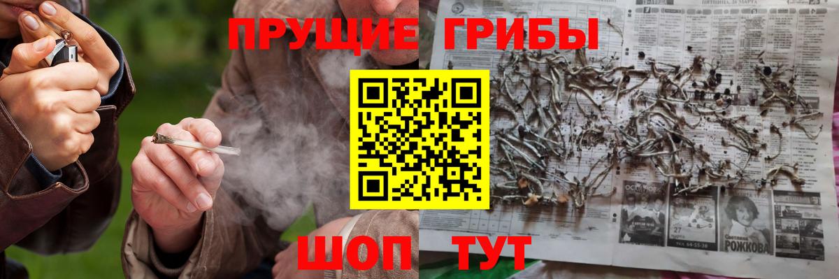Галлюциногенные грибы Psilocybe Сертолово